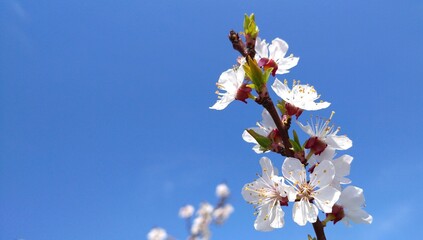 tree blossom