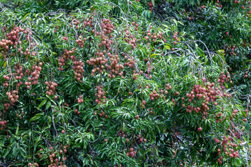 Fototapeta premium big red lychee, lots of fruit. Green leaf lychee tree in agricultural garden Summer in Thailand is sweet.