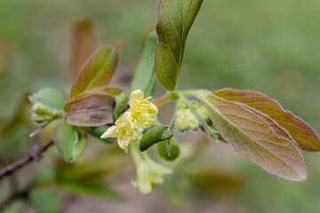 Flowers of edible honeysuckle. Spring flowering of a berry bush