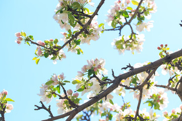 Apple blossoms over blurred nature background. Spring flowers. Spring Background.