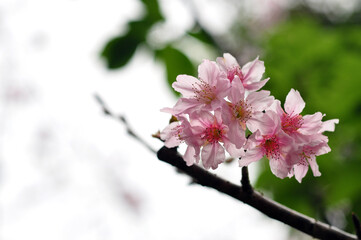 Taiwan, cherry blossom season, blooming, cherry blossoms