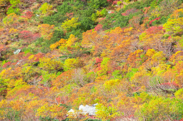 日本の長野県の千畳敷カールの紅葉。標高2612mの絶景紅葉スポット。