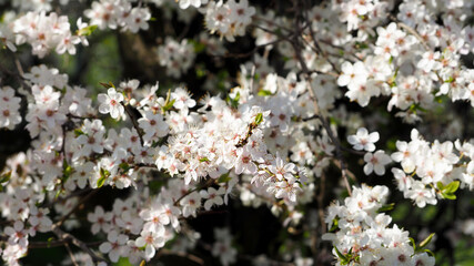 white flowers on a blooming fruit tree against a blue sky, bottom view on a spring day. spring sunny day