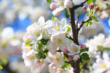 Apple blossoms over blurred nature background. Spring flowers. Spring Background.