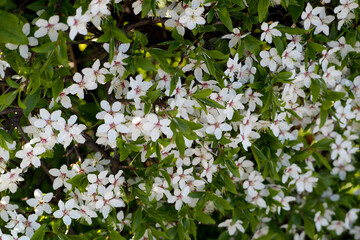 many small white flowers on the tree front view. apple in spring