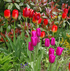 Tulpen