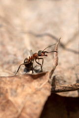 An ant standing on an old brown maple leaf