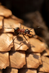An ant standing on spruce cone