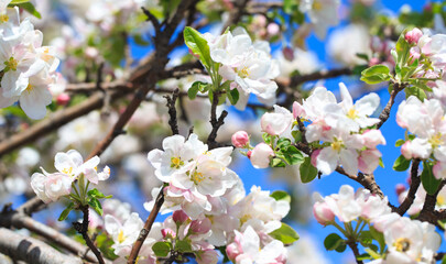 Apple blossoms over blurred nature background. Spring flowers. Spring Background.