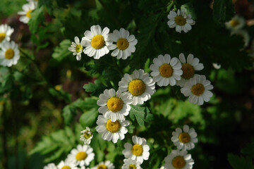 A close up of white flowers of Tanacetum parthenium (known as feverfew daisies) in the garden, top view. It is a traditional medicinal herb that is used to prevent migraine headaches