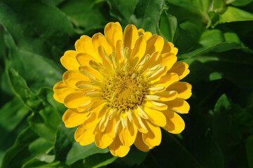 Yellow zinnia elegans flower  (common zinnia; youth-and-age; elegant zinnia) in the garden on a sunny morning, close-up, top view