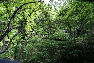 高尾山の6号路の登山と高尾山口駅