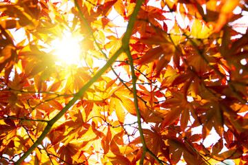 Orange maple leaves on autumn tree, fall season