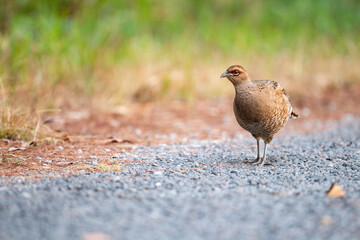 Mrs. Hume 's Pheasant