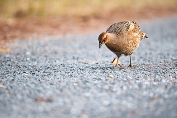 Mrs. Hume 's Pheasant