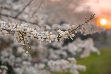 spring background.  white flower blossom tree. sunset photo