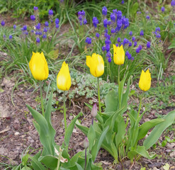 Tulpen Gelb