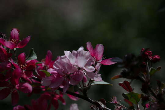 Pink Prunus tenella flowers