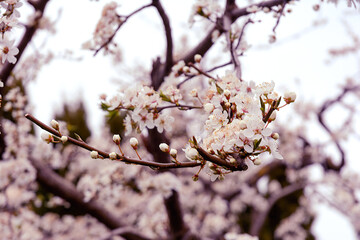 Beautiful nature scene with a blooming tree. Close-up of blossoming trees