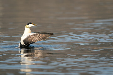 Common Eider - somateria mollissima - male bird spreading wings in water