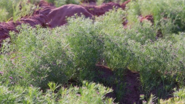 Agriculture of cumin seed, green cumin plants on farm,zira, cumin: plant and cumin seeds,cumin seeds and plants on farm,cumin cultivation and plants
