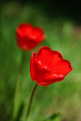 Two vivid red tulip flowers grows in sunny spring garden.