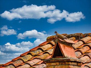 Dove on the chimney of a roof in Caldana Gavorrano Grosseto Tuscany Italy