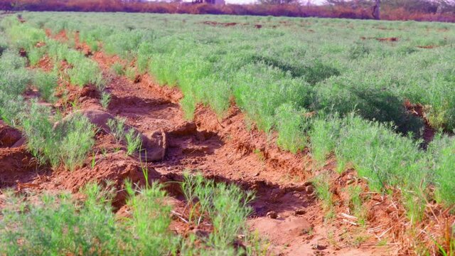 cumin (zira) on a farm in Gujarat India,Cumin cultivation and plants,most popular cumin seeds plant in indian farm or garden,