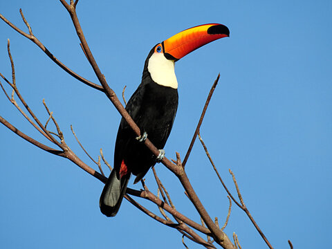 Toucan in Brazil