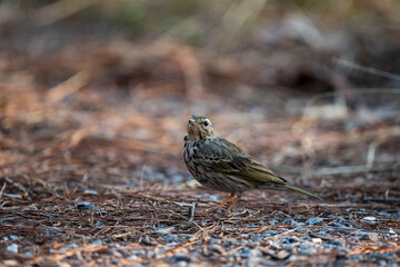 Olive - backed Pipit