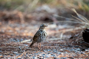 Olive - backed Pipit