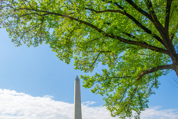 Detail, elm tree on the National Mall. Washington Monument is in background