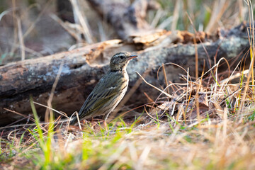 Olive - backed Pipit