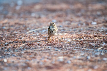 Olive - backed Pipit