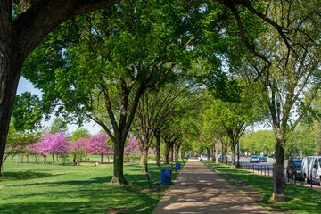 Fototapeta na wymiar Pedestrian walkway is lined wtih elm trees along Constitution Avenue in Washington, DC.