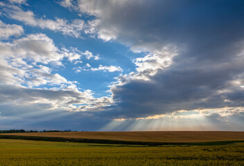 Morning  landscape with wheat field