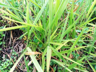 grass with dew