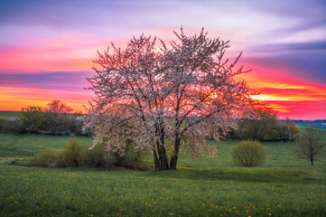 Fototapeta na wymiar Blühender Obstbaum im Frühling beim Sonnenuntergang