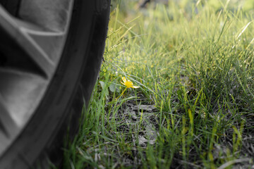Small yellow flower under big car wheel