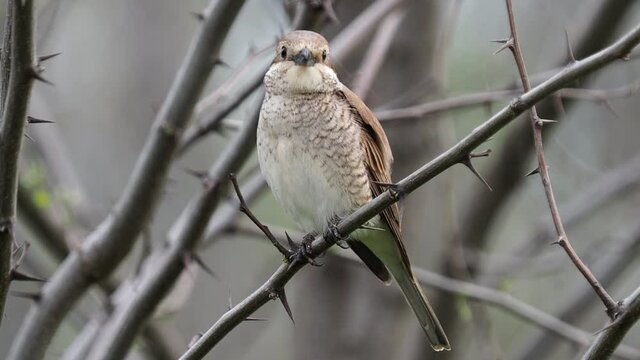 The red-backed shrike on a branch, Lanius collurio