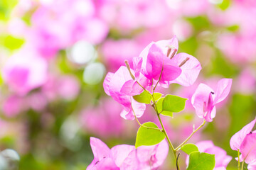 Pink spring flower (Bougainvillea, Purple bush, buganvilla, bugambilia, bunga kertas, Napoleon, Santa Rita, Papelillo) in nature with bokeh blurred background.