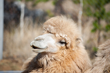 beautiful portrait of a camel with open mouth
