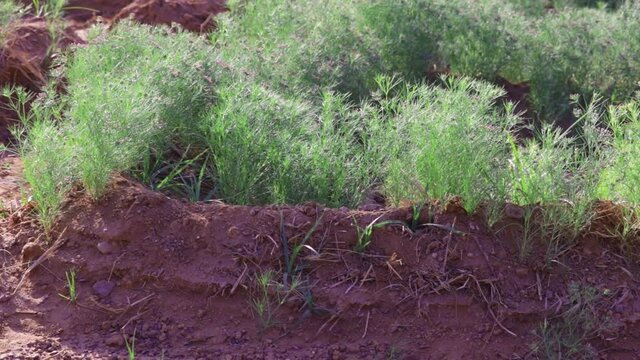 Baked cumin to eat in indian farm, agriculture of green cumin plant,zira, cumin: plant and cumin seeds,Cumin cultivation and plants