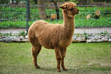 Poster llama in the zoo © Hans Steen-Kiel
