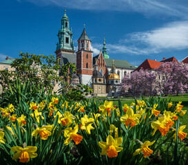 Spring in Krakow - Wawel Castle in daffodil flowers.
