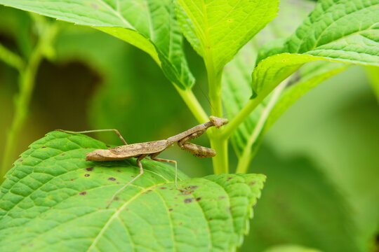 Stagmomantis Bilder Durchsuchen 188 Archivfotos, und