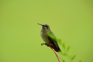 Fototapeta na wymiar Female Ruby Throated Hummingbird, Archilochus