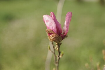 young magnolia blooms close up