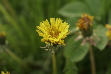 young dandelion grow in the meadow 