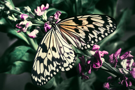 Butterfly on a flower. Close-up high quality photo shoot.